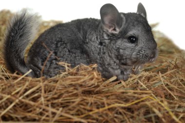 Grey nice chinchilla clipart