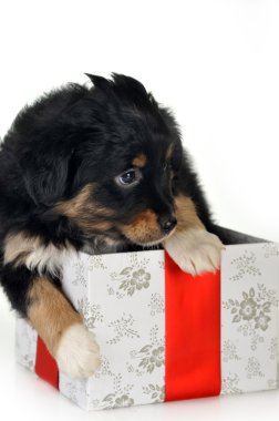köpek ve hediye kutusu