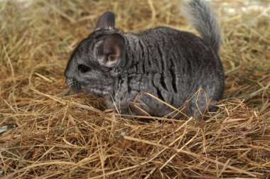 gri güzel chinchilla