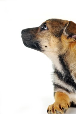 kahverengi köpek