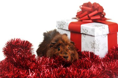 Brown guinea pig clipart