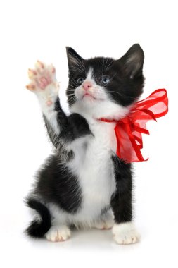 Beautiful small kitten clipart