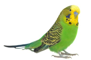 Portrait of budgerigar clipart