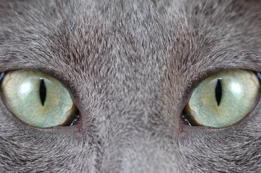 Cat's eye clipart