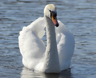 Swan swimming clipart