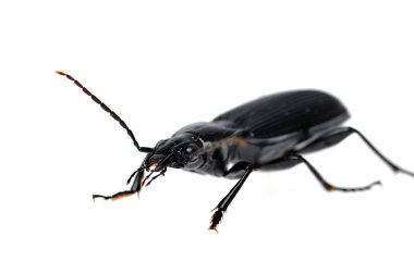 Black beetle very close up clipart