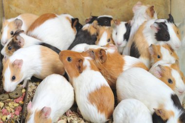 Guinea pigs clipart