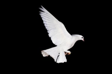 White pigeon and hand clipart