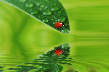 Green leaf with water drops clipart