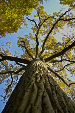 Sarı leafes ile meşe