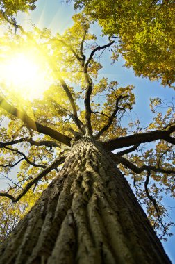 Oak with yellow leafes clipart