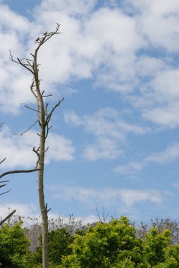 Dry tree Landscape