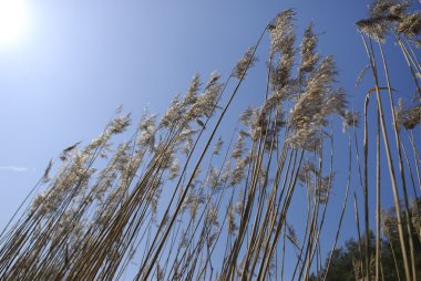 Reeds on sky background clipart