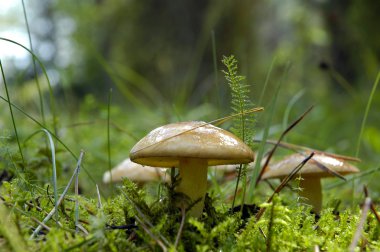 Mushrooms close up clipart