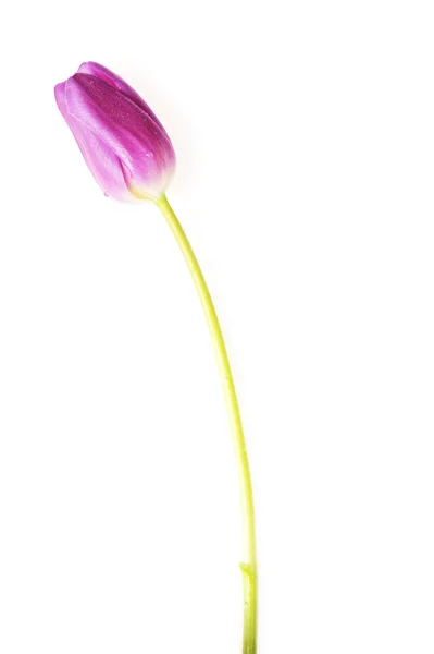 Tulipan fioletowy — Zdjęcie stockowe