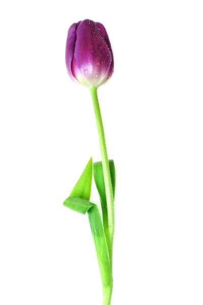 Tulipa violeta — Fotografia de Stock