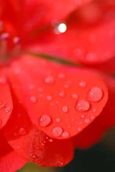 Gocce sui petali — Foto Stock