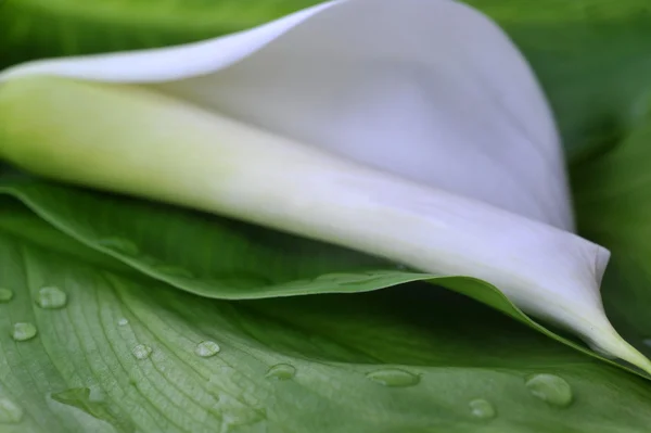 stock image White calla lily