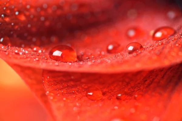 Лепестки красного цветка — стоковое фото