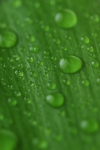 stock image Bright green leaf