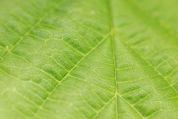 Teksturowanej zielony liść — Zdjęcie stockowe