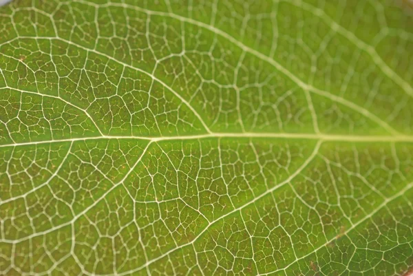 질감된 녹색 잎 — 스톡 사진