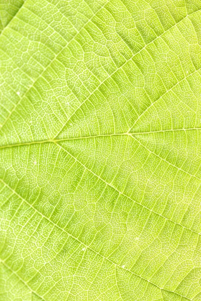 Текстурированный зелёный лист — стоковое фото