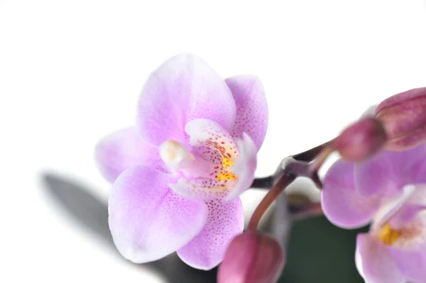 Blumen der schönen Orchidee isoliert — Stockfoto
