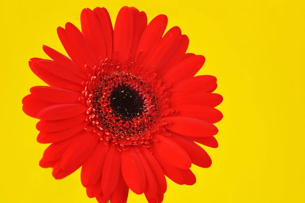 stock image Red flower