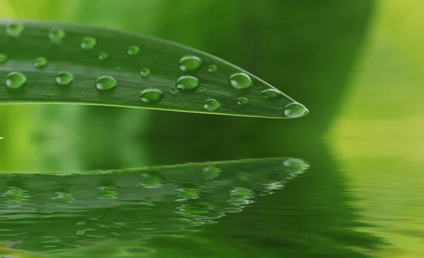 Яскравого зеленого листя — стокове фото