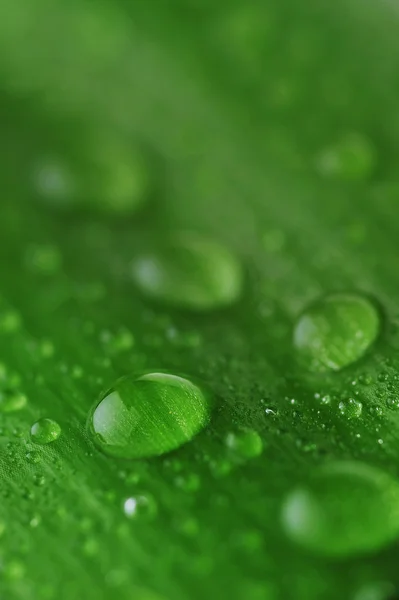 Hoja verde brillante — Foto de Stock
