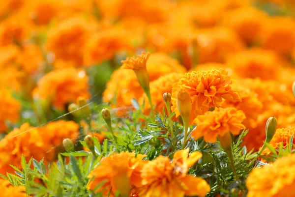 Πορτοκαλί λουλούδια — Φωτογραφία Αρχείου