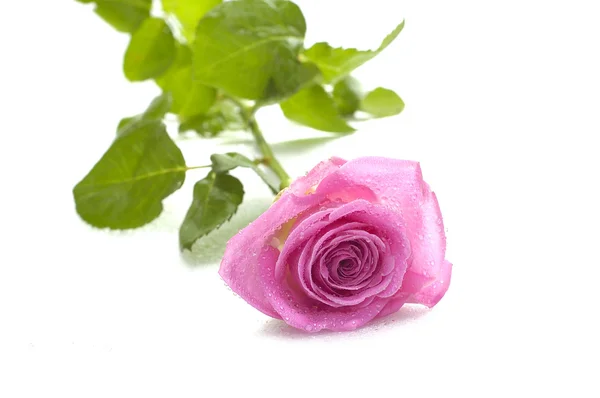ピンクのバラ マクロ — ストック写真