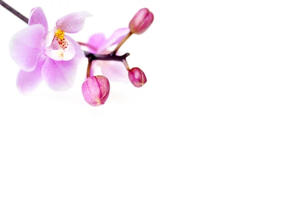 Blommor av vackra orkidé isolerade — Stockfoto
