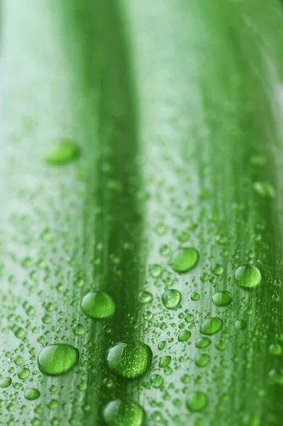 stock image Bright green leaf