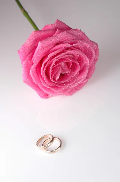 Розовая роза с кольцами — стоковое фото