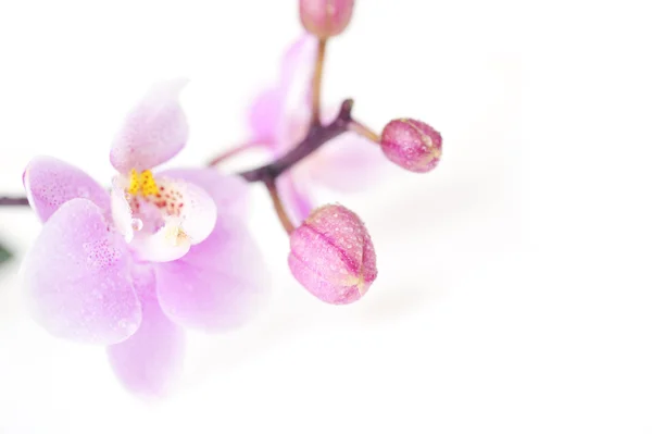 Flowers of beautiful orchid isolated — Stock Photo, Image
