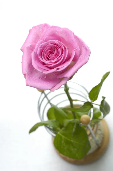 Rosa rosa macro — Foto de Stock