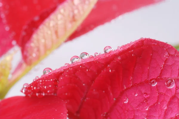 Красная пуансеттия — стоковое фото