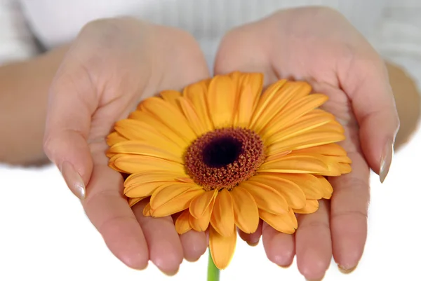 Woman's hands holding orange flower — Stock Photo, Image