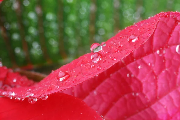 Червоний poinsettia — стокове фото