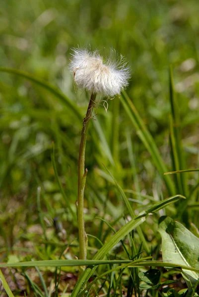 Single dandelion — Stock Photo, Image