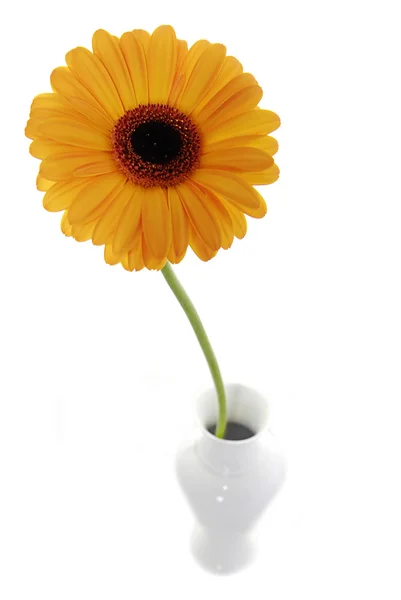 Orange flower in vase — Stock Photo, Image