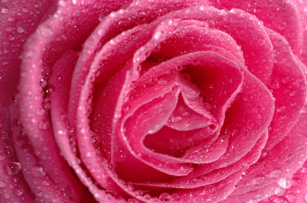 Рожеві троянди макросу — стокове фото