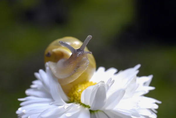 흰 꽃에 달팽이 — 스톡 사진