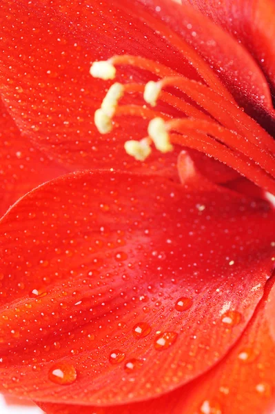 Amaryllis fleur — Photo