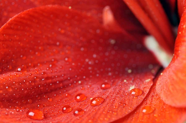红色花的花瓣 — 图库照片