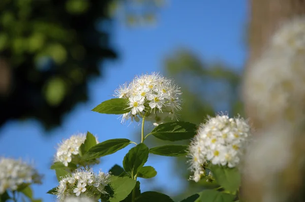 Белый цветок на фоне неба 2 — стоковое фото