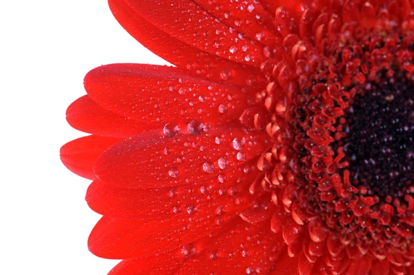 Red gerbera close up — Stock Photo, Image