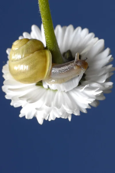 Ślimak na biały kwiat — Zdjęcie stockowe